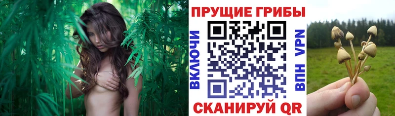 Псилоцибиновые грибы Psilocybine cubensis  Купить  Октябрьск 